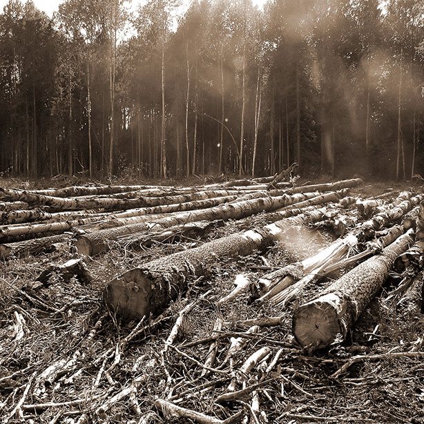 Déforestation