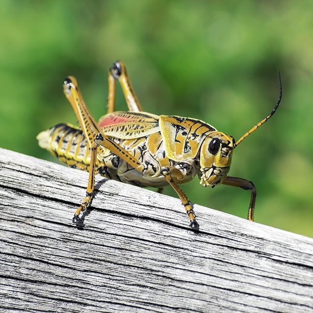 Insecte