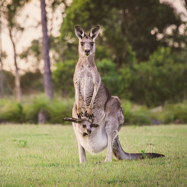 Marsupiaux