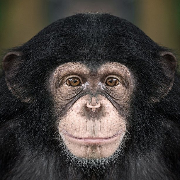 Primate