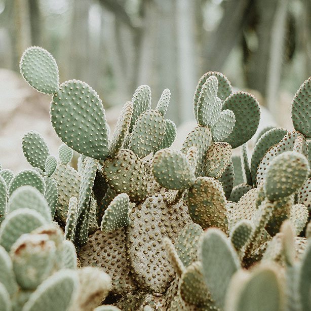 Cactées