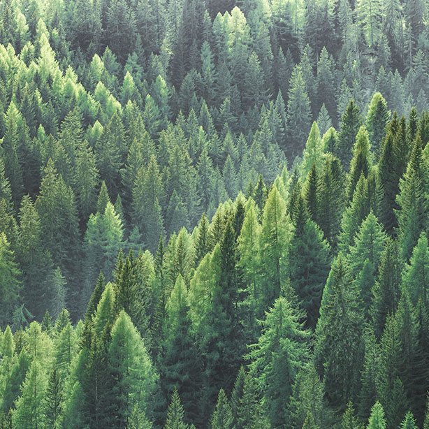 Forêt