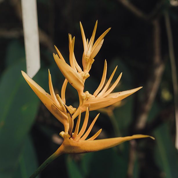 Néotropical