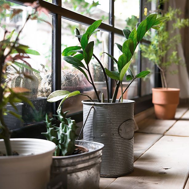 plante interieur