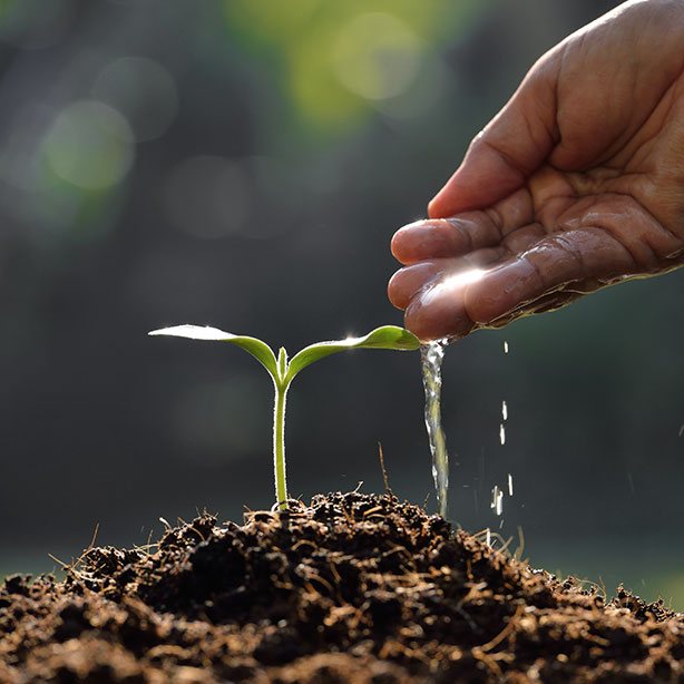 Plante